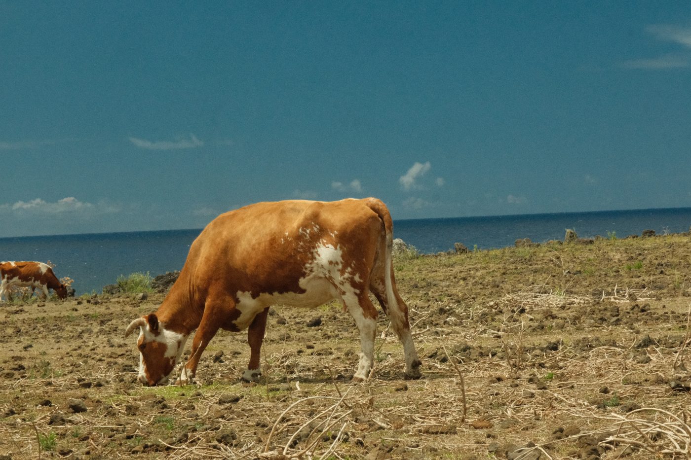 Procesos catalizadores