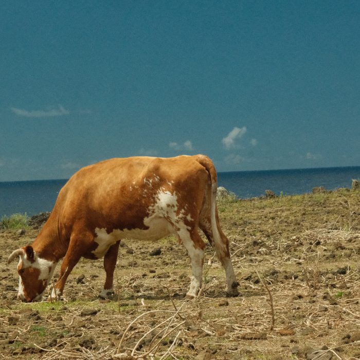 Procesos catalizadores